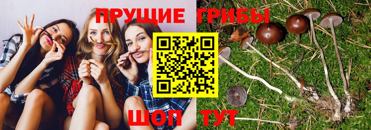 Галлюциногенные грибы Psilocybine cubensis  Вход с VPN  Кириши 